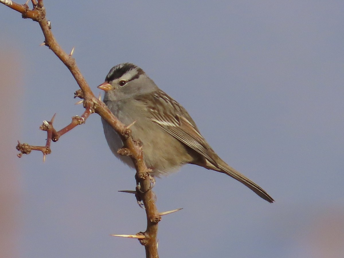 White-crowned Sparrow - ML628225609