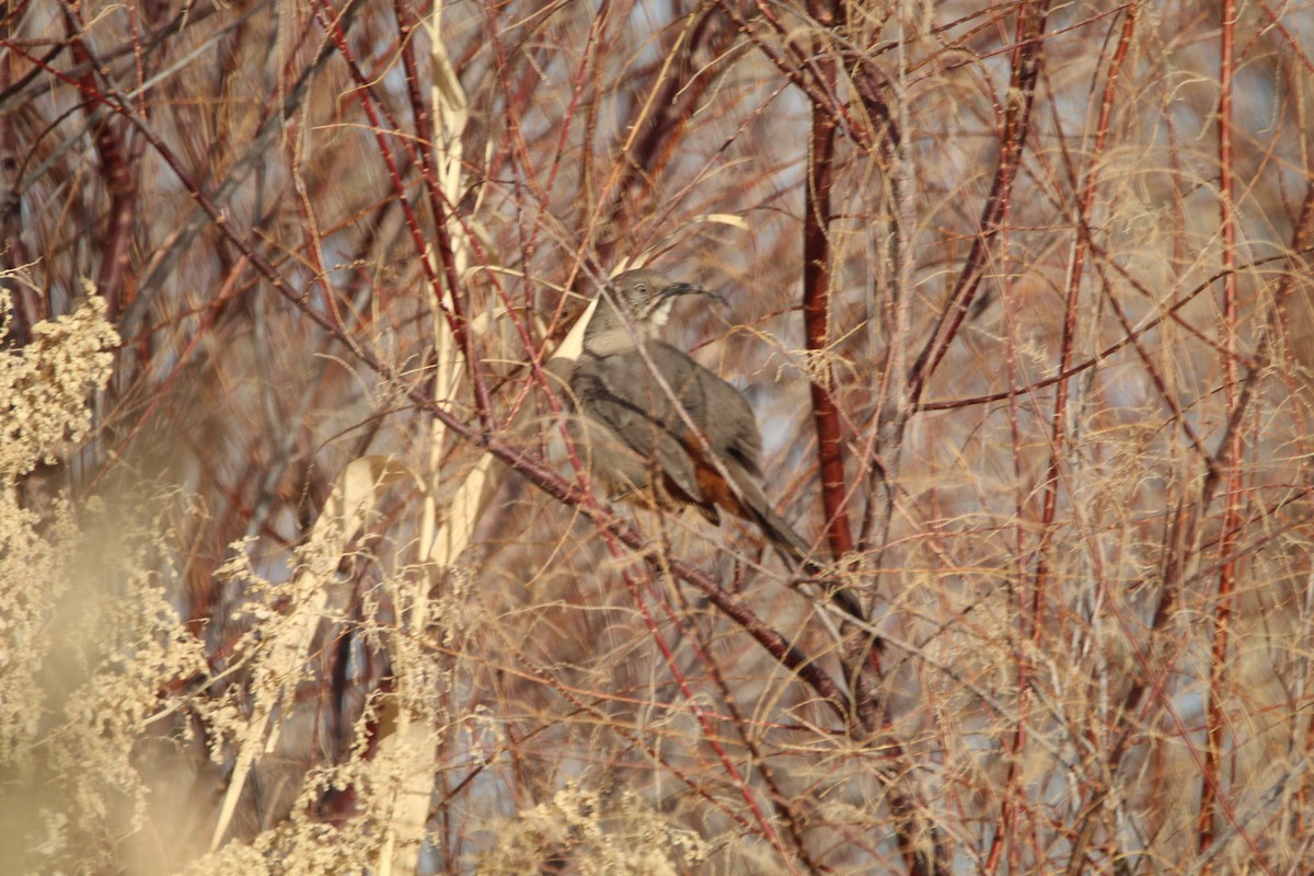 Crissal Thrasher - ML628225715