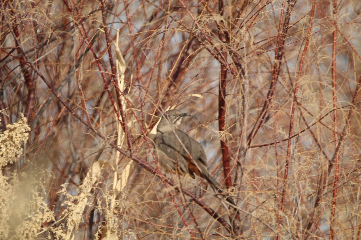 Crissal Thrasher - ML628225721