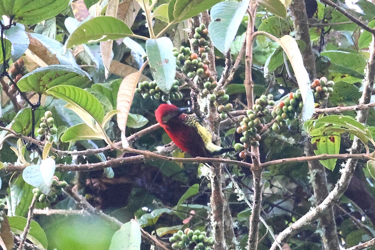 Crimson-mantled Woodpecker - ML628225816