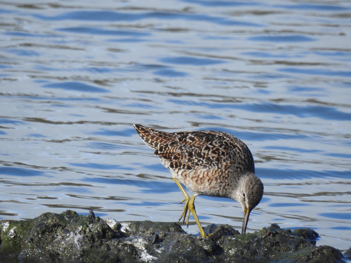 Short-billed Dowitcher - ML628225818