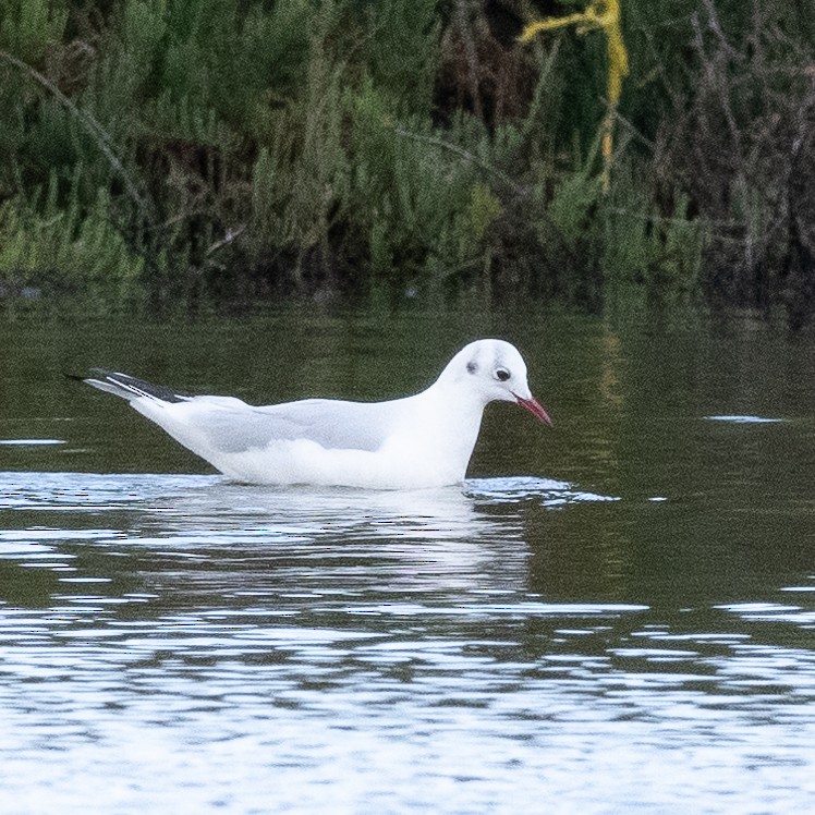 Mouette rieuse - ML628225822