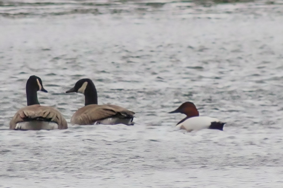Canvasback - ML628225929