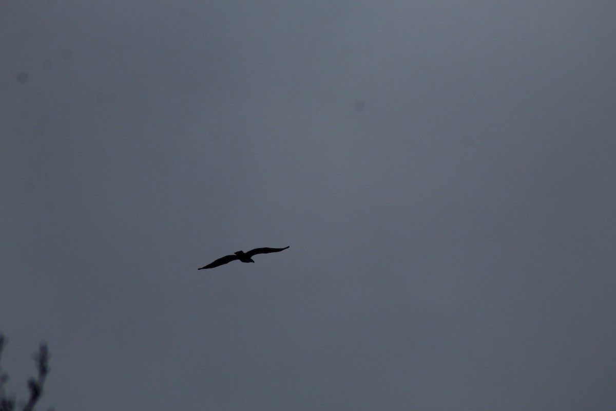 Bald Eagle - ML628225937