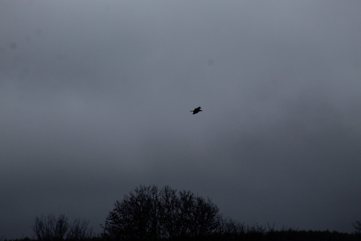 Bald Eagle - ML628225938