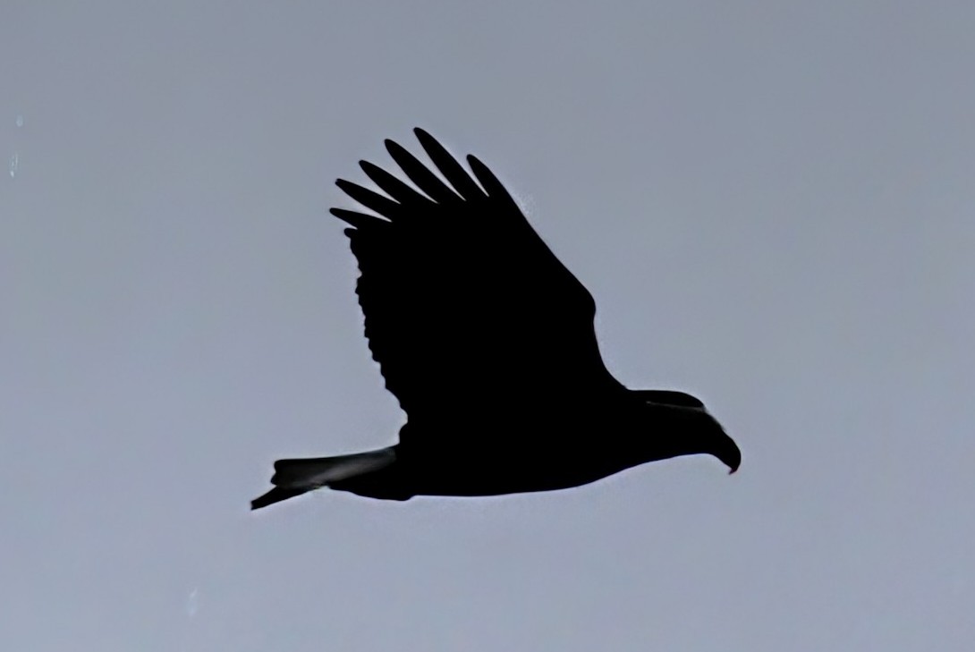 Bald Eagle - ML628225939