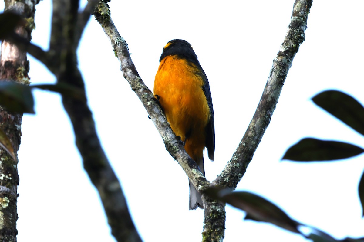 Lacrimose Mountain Tanager - ML628225945