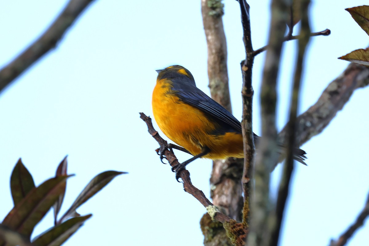 Lacrimose Mountain Tanager - ML628225946