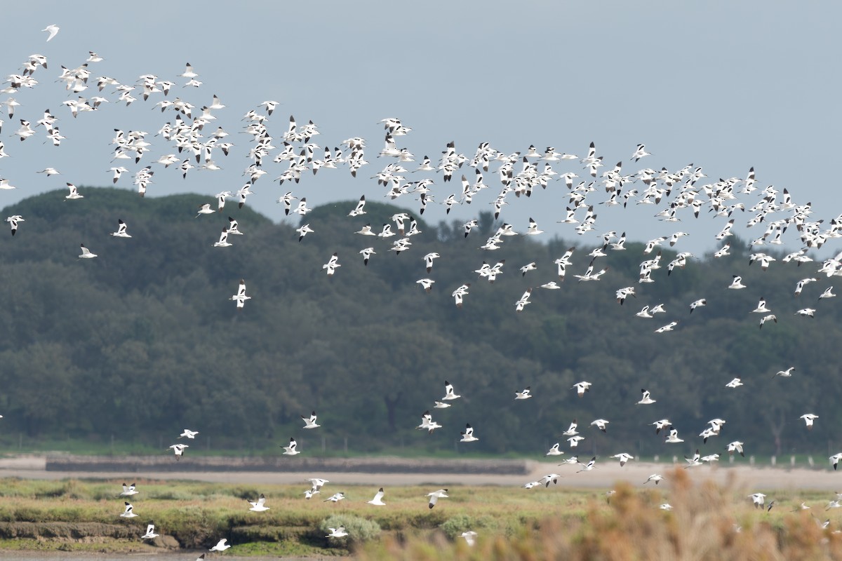 Avocette élégante - ML628225986