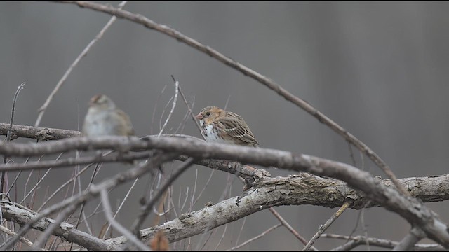 Harris's Sparrow - ML628226063