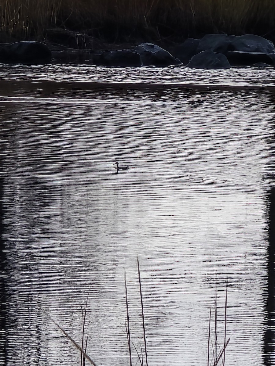 Greater Yellowlegs - ML628226423