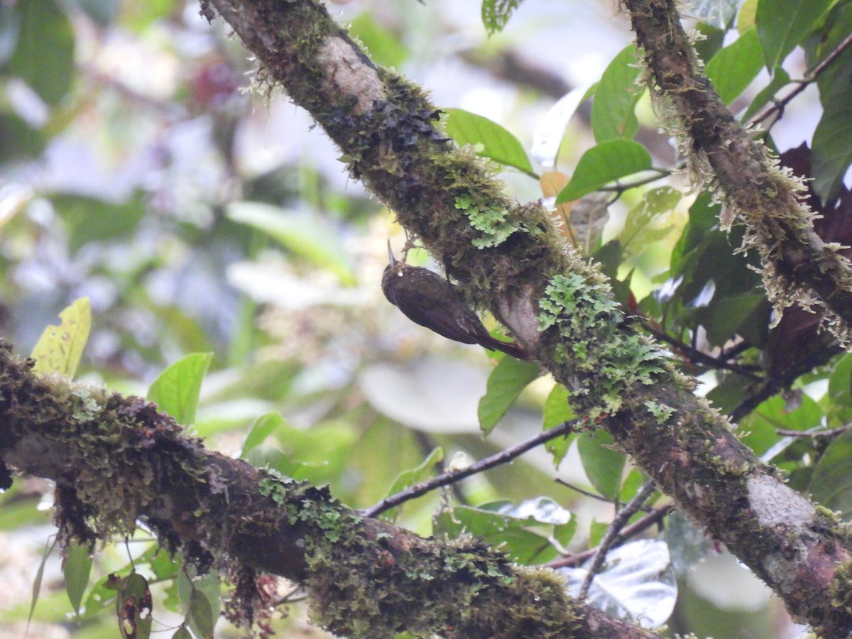 Olive-backed Woodcreeper - ML628226538