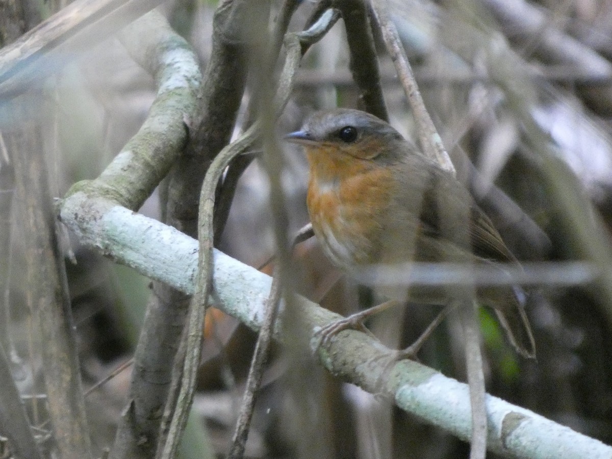 Rufous Gnateater - ML628226819