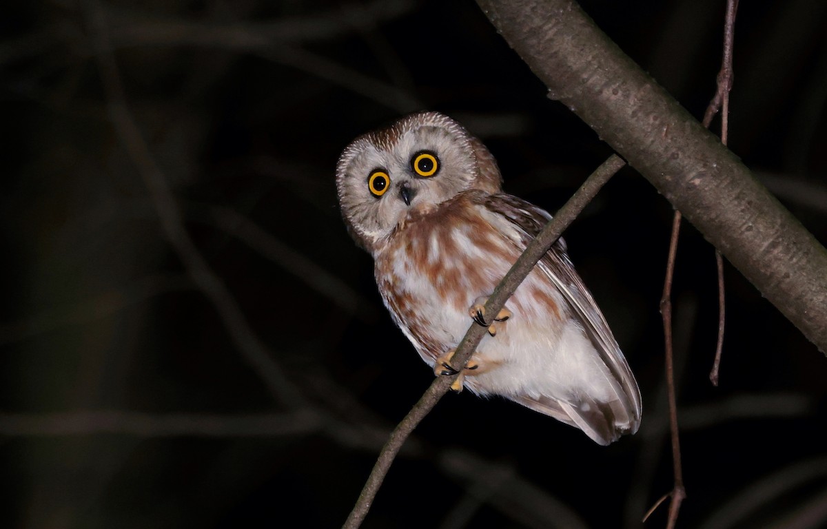 Northern Saw-whet Owl (acadicus) - ML628226999