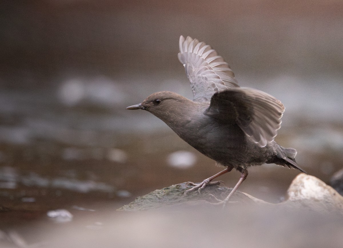 American Dipper - ML628227053