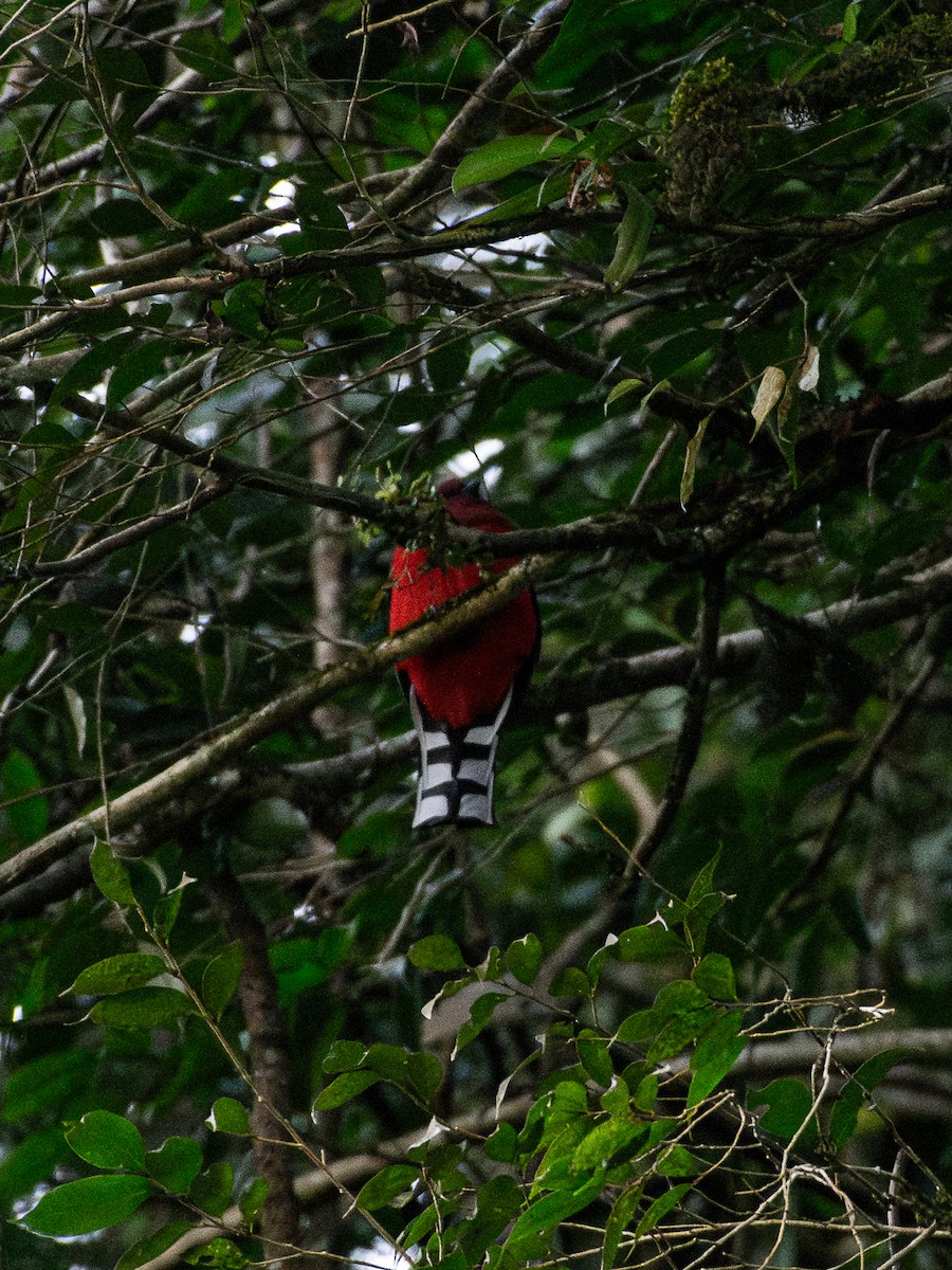 Red-headed Trogon - ML628227081