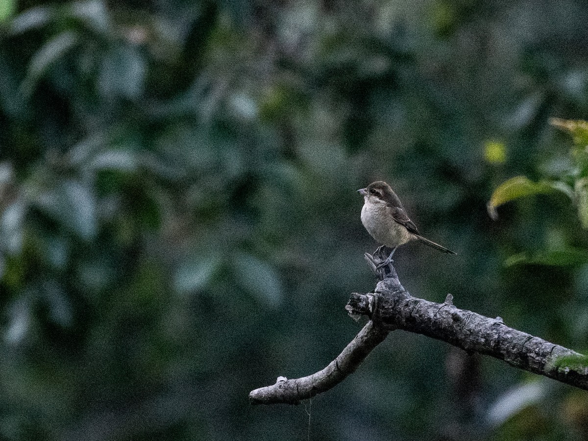 Brown Shrike - ML628227086