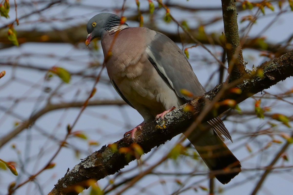 Common Wood-Pigeon - ML628227088