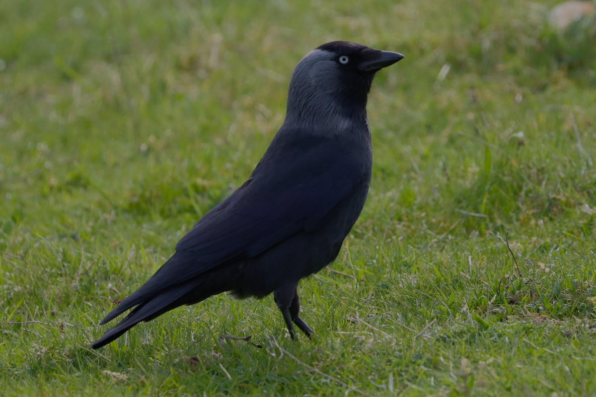 Eurasian Jackdaw - ML628227092