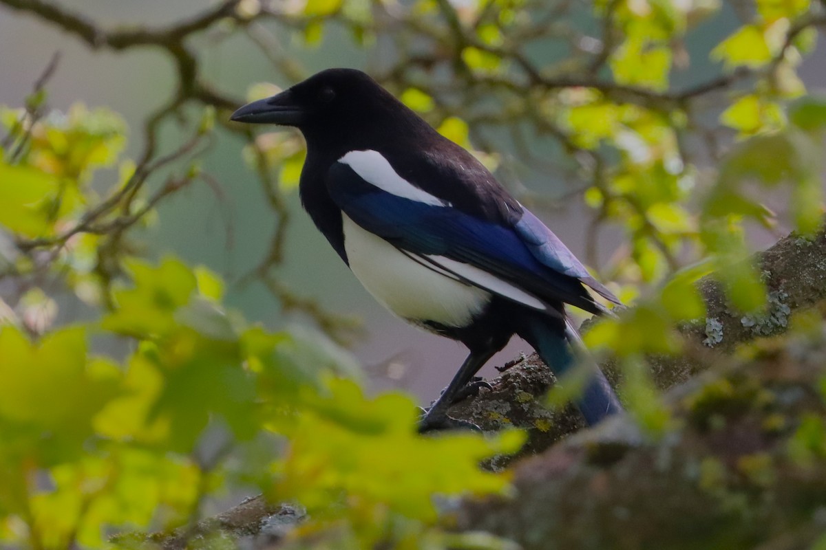Eurasian Magpie - ML628227094