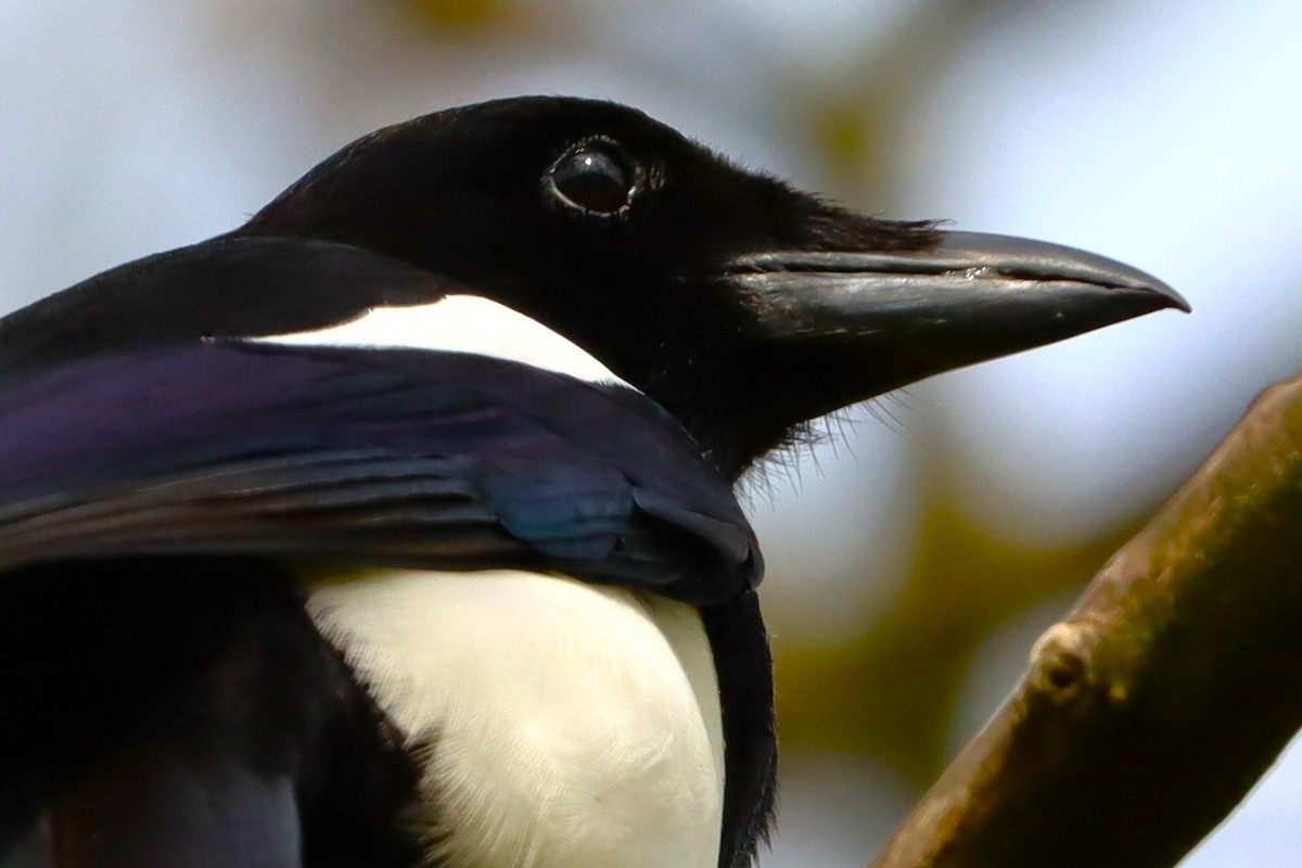 Eurasian Magpie - ML628227095