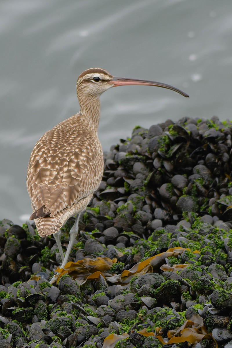 Whimbrel - ML628227106