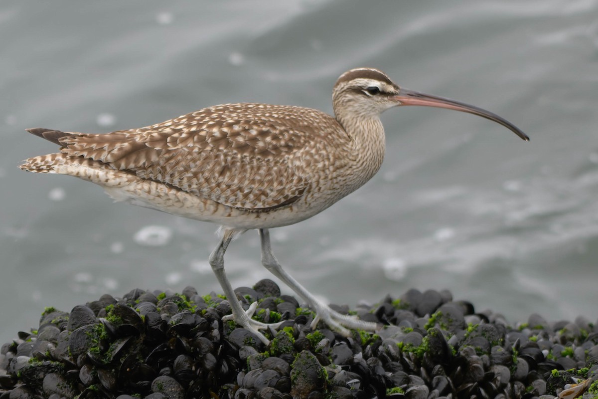 Whimbrel - ML628227108