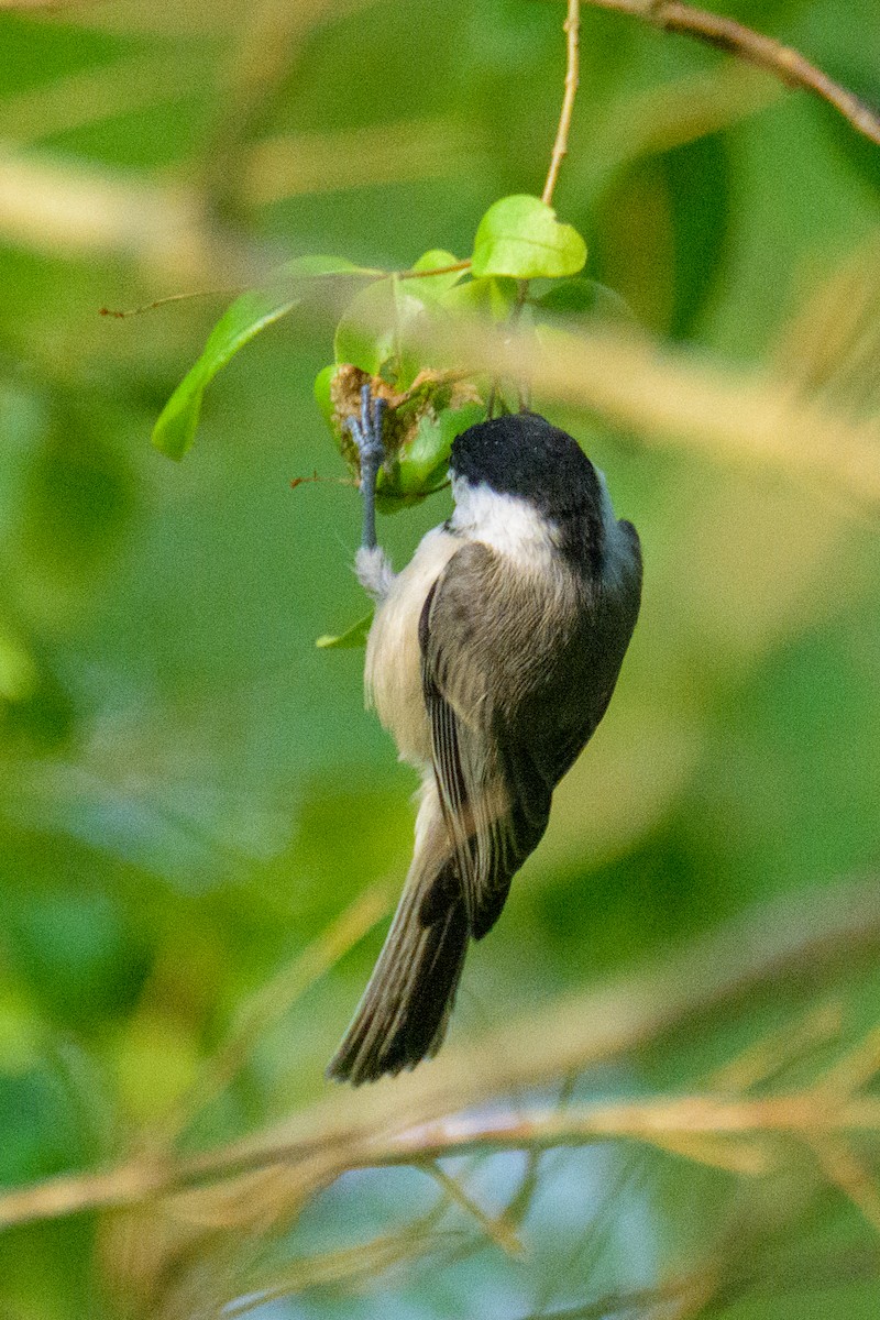 Carolina Chickadee - ML628227132
