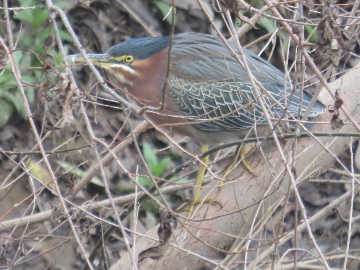 Green Heron - ML628227184