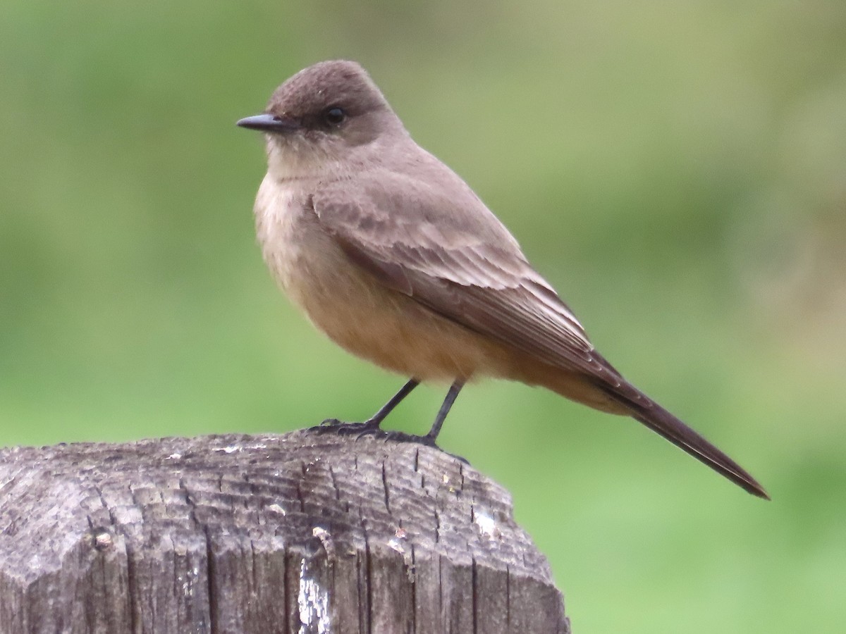 Say's Phoebe - ML628227188