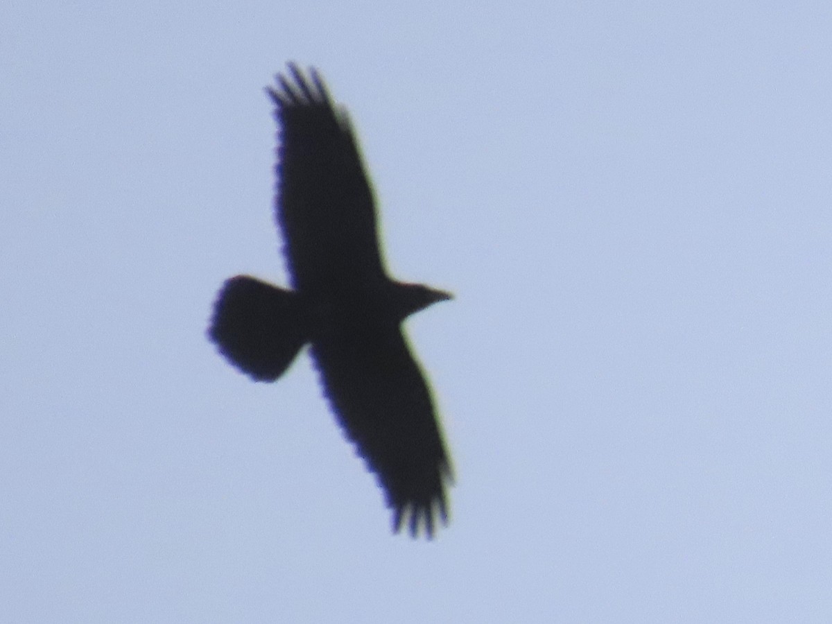 Common Raven - ML628227195