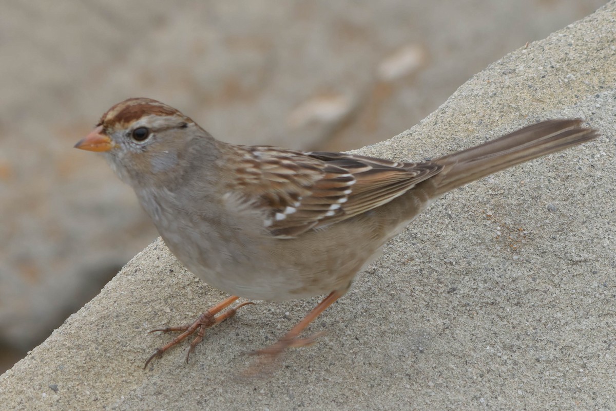 White-crowned Sparrow - ML628227196