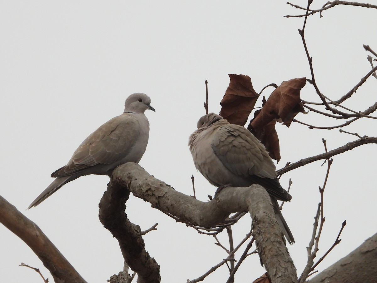 Eurasian Collared-Dove - ML628227286