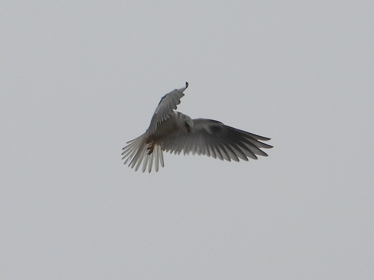 White-tailed Kite - ML628227293