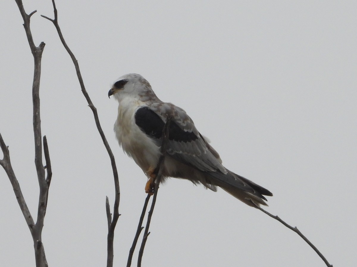 White-tailed Kite - ML628227294