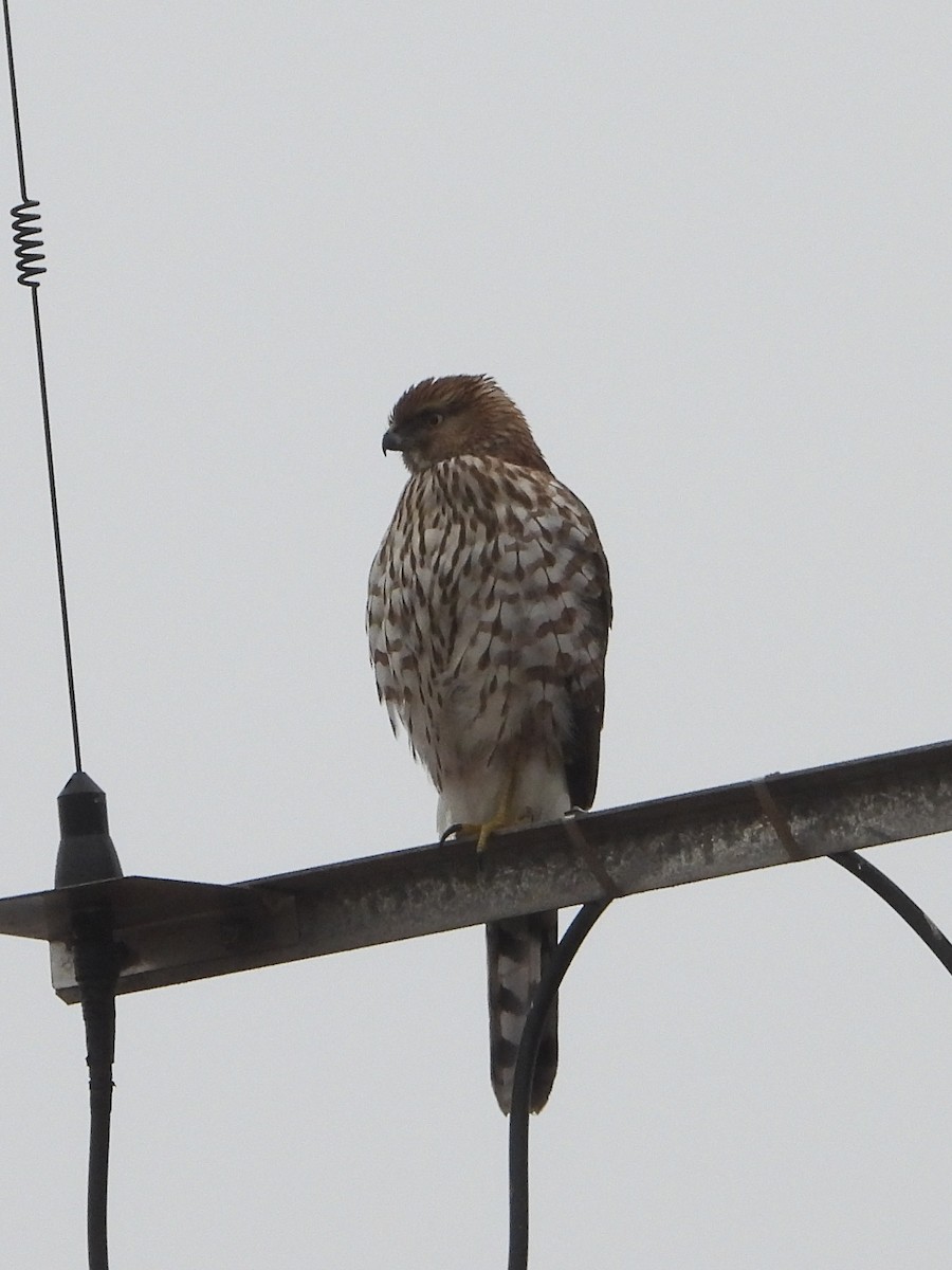 Cooper's Hawk - ML628227302