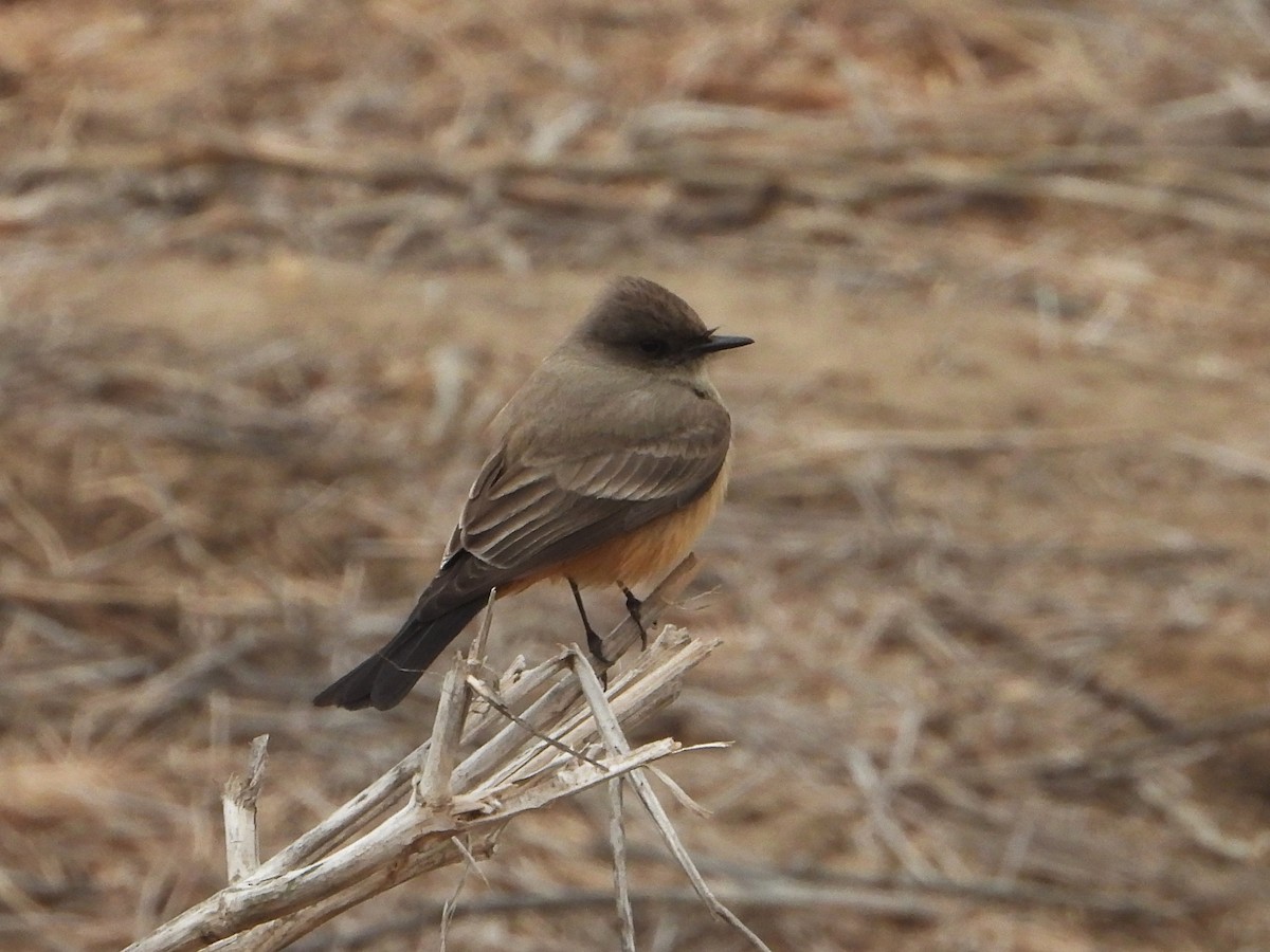 Say's Phoebe - ML628227309