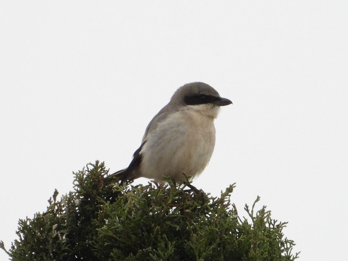 Loggerhead Shrike - ML628227314