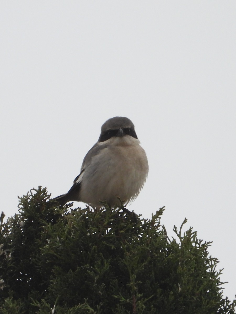 Loggerhead Shrike - ML628227315