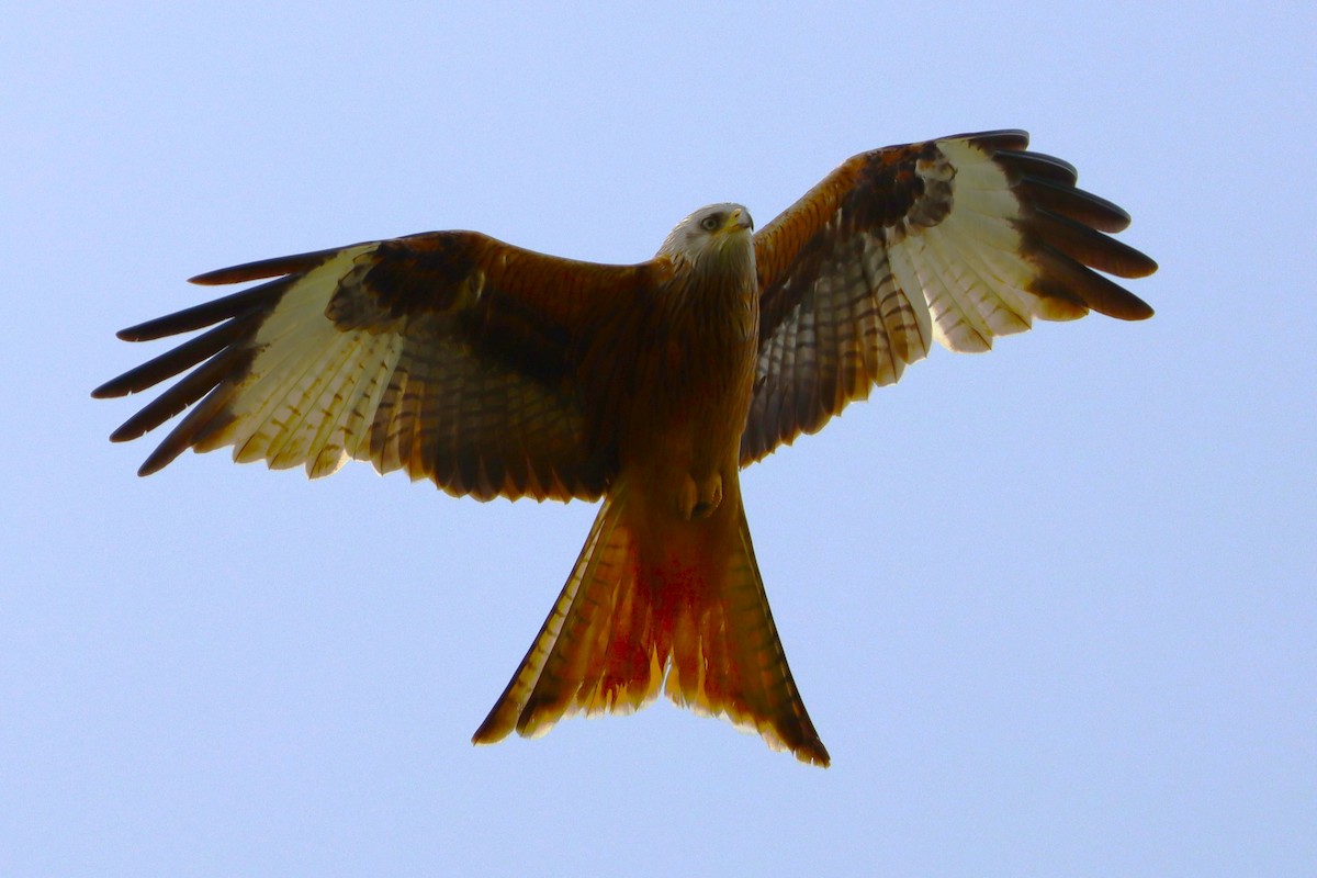 Red Kite - ML628227317