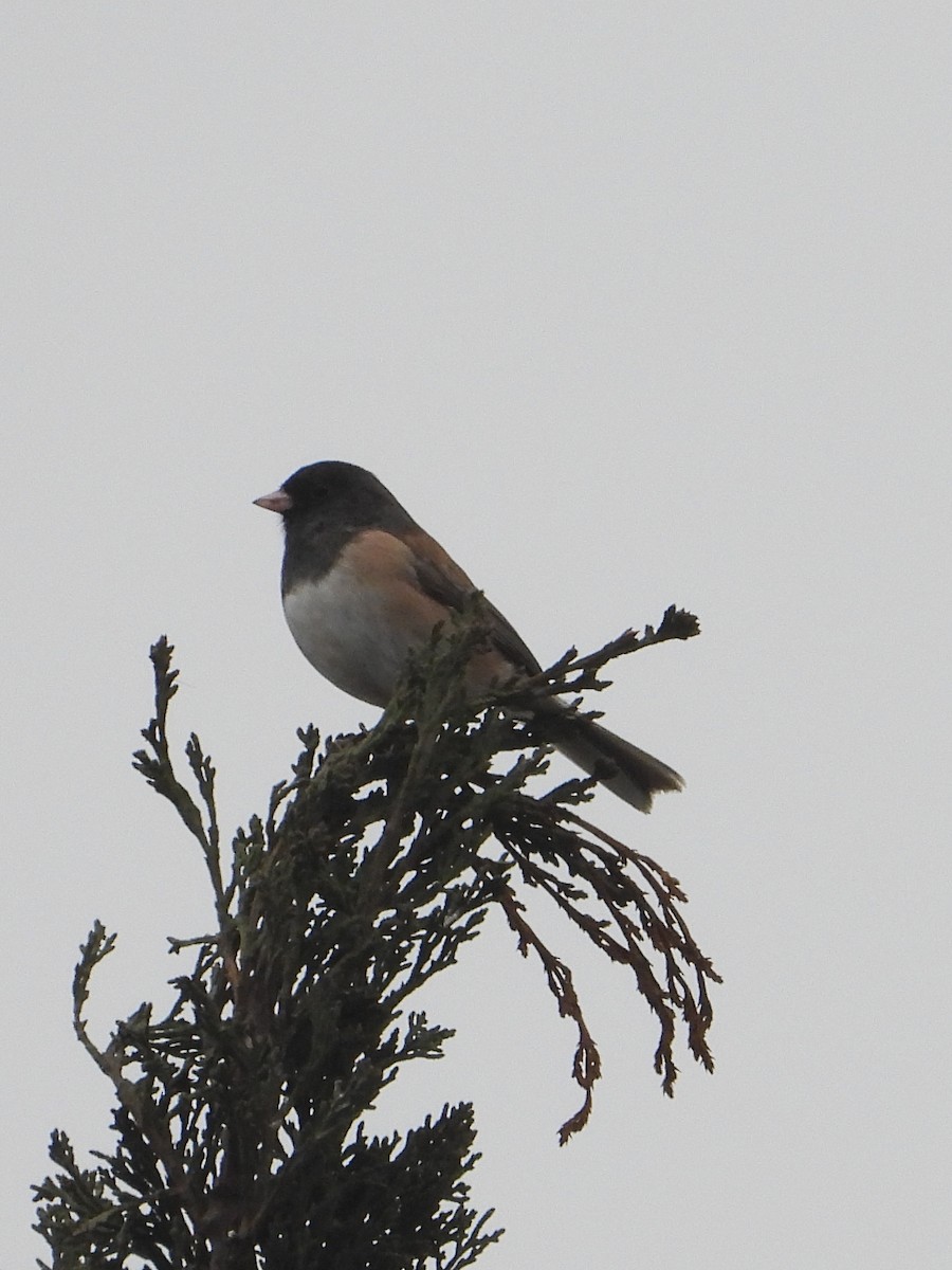 Dark-eyed Junco - ML628227318