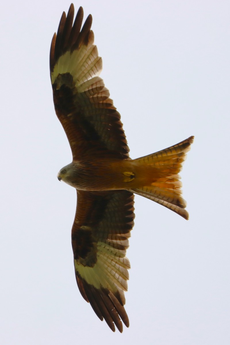 Red Kite - ML628227321