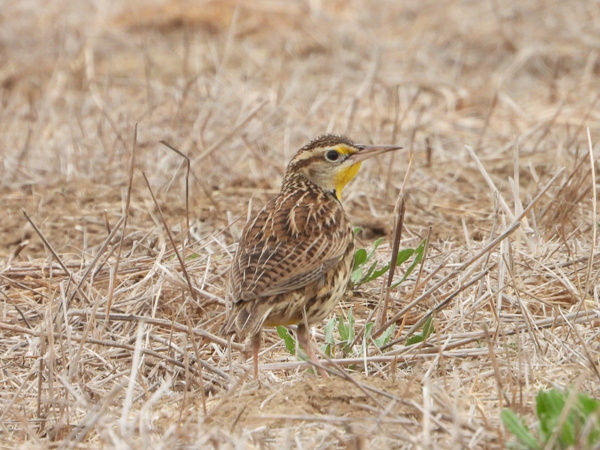 Western Meadowlark - ML628227322