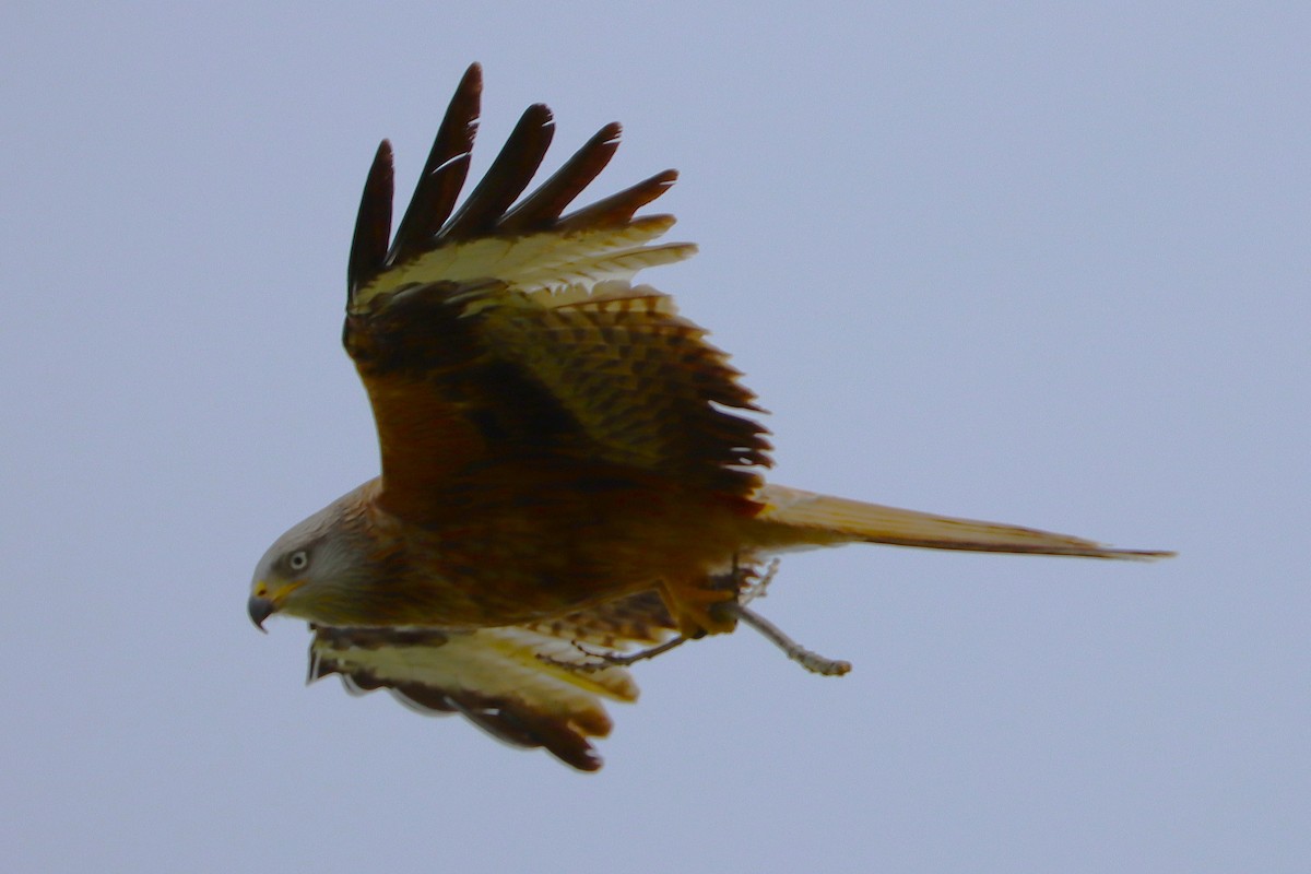Red Kite - ML628227331