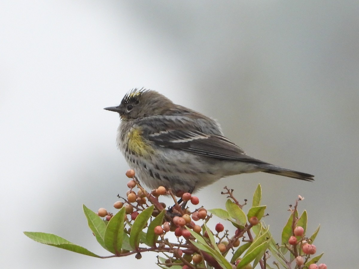 Yellow-rumped Warbler - ML628227332