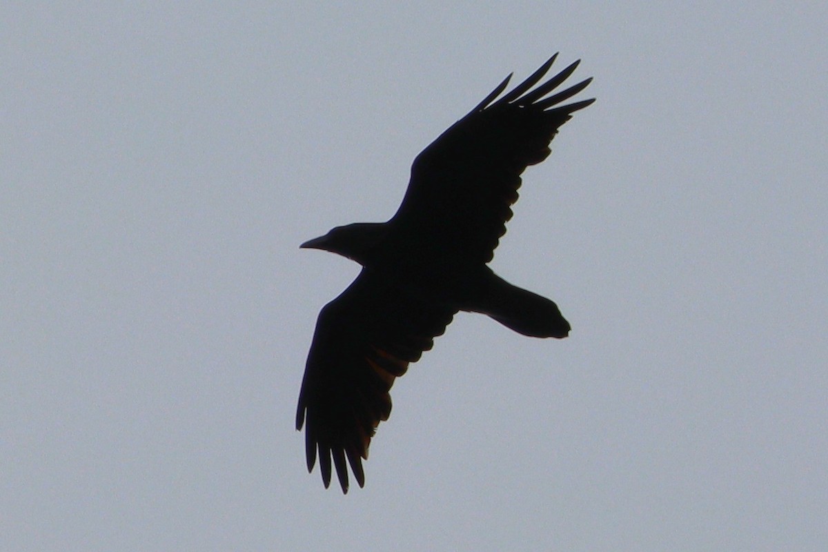 Common Raven - ML628227334