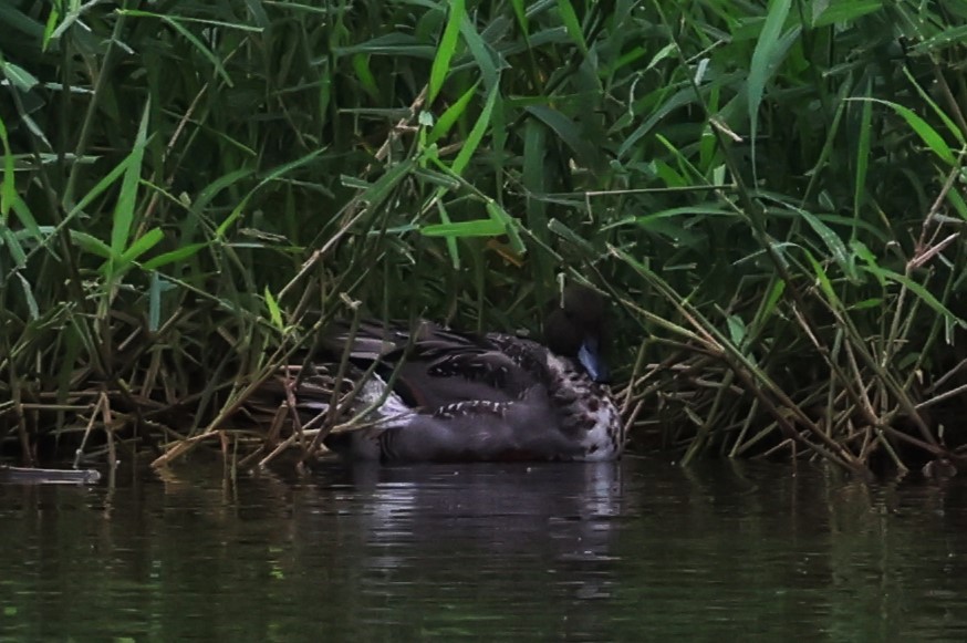 Northern Pintail - ML628227351