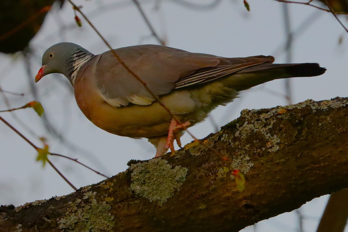 Common Wood-Pigeon - ML628227353