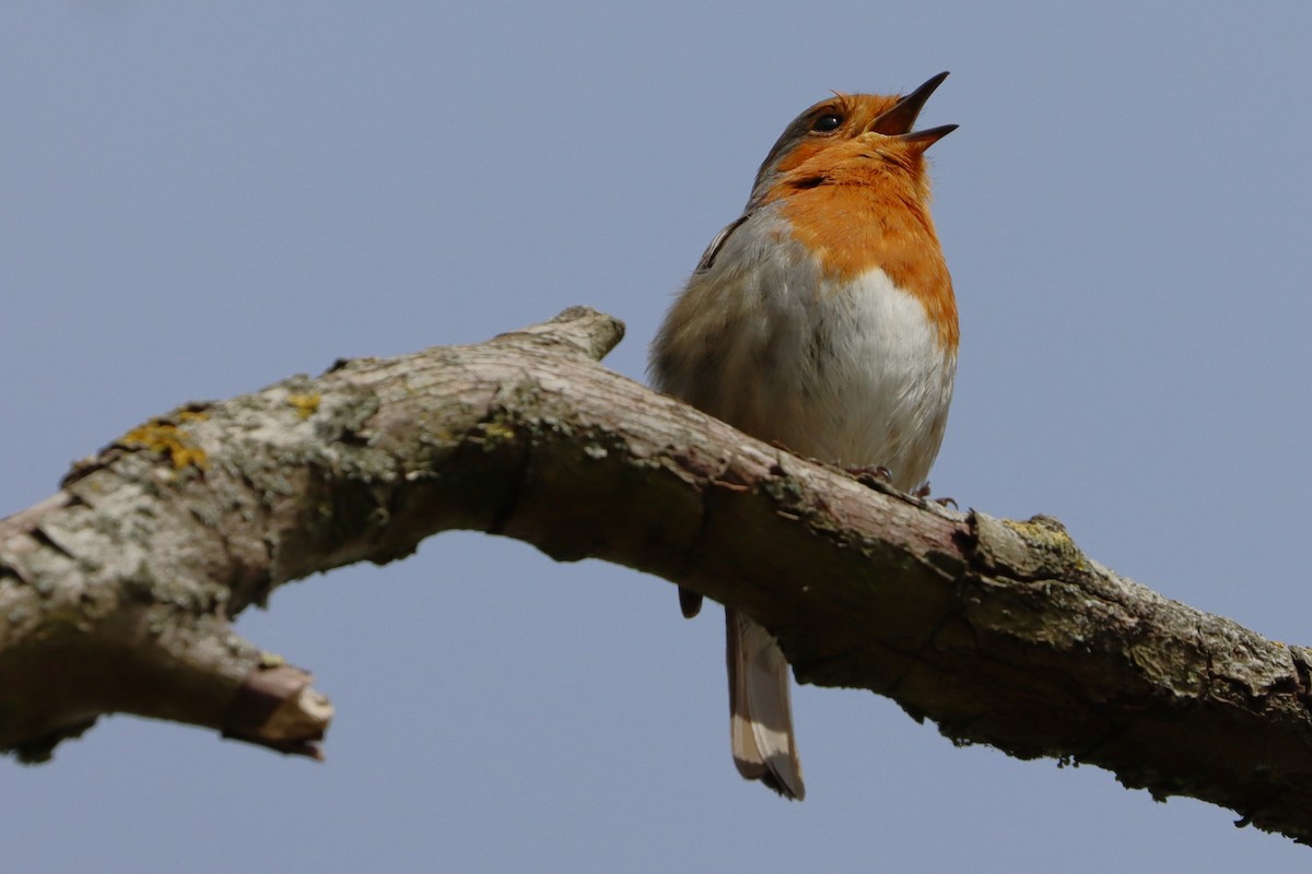 European Robin - ML628227369