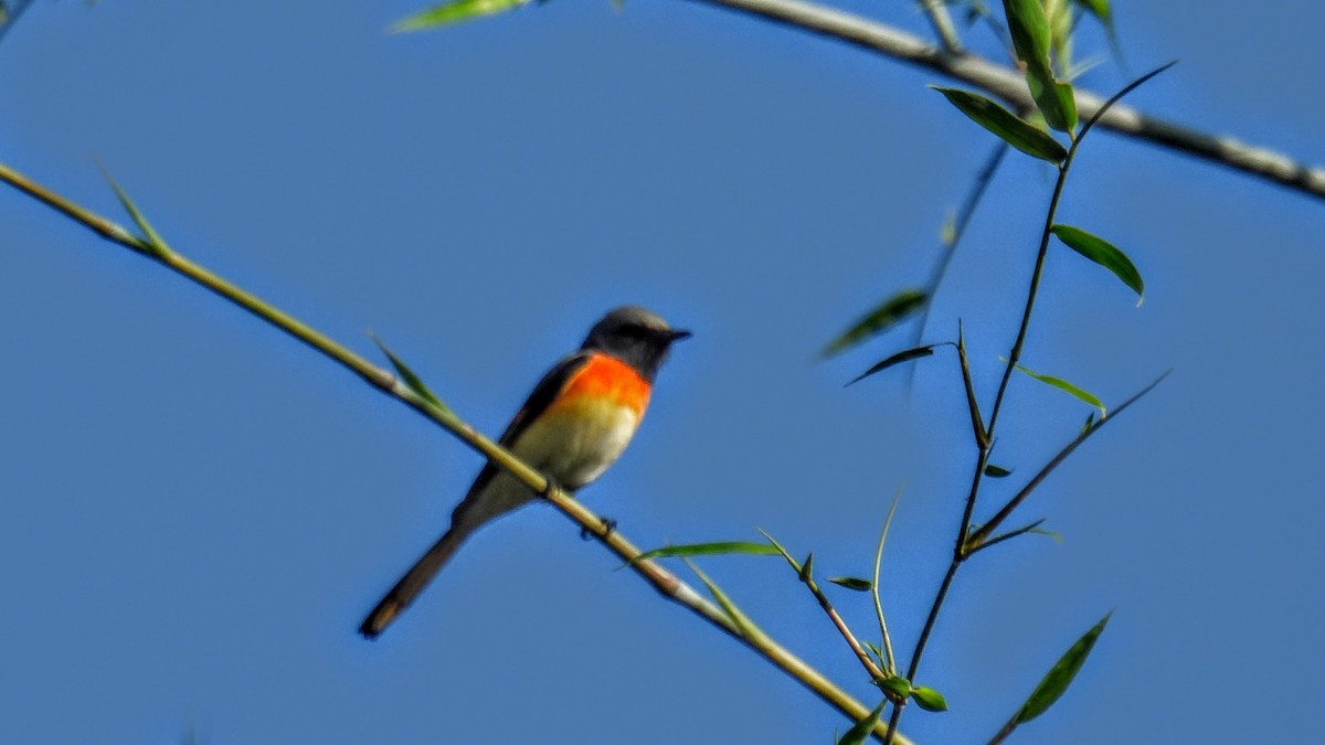 Small Minivet - ML628227469